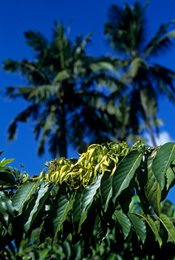 Archipel-des-Comores;-Botanique;-Cocotiers;-Fleurs;-France;-Kaleidos;-Kaleidos-images;-La-parole-à-limage;-Laurent-Abad;-Mayotte;-Océan-Indien;-Plante-à-parfum;-Stories-Pictures;-Ylang-ylang